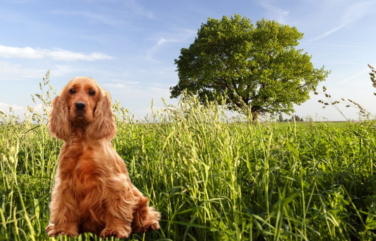 Understanding Separation Anxiety in Cocker Spaniels: Causes and Solutions