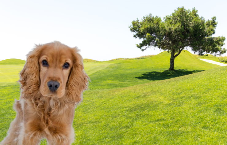 Traveling with Your Cocker Spaniel: Safe Journey Tips