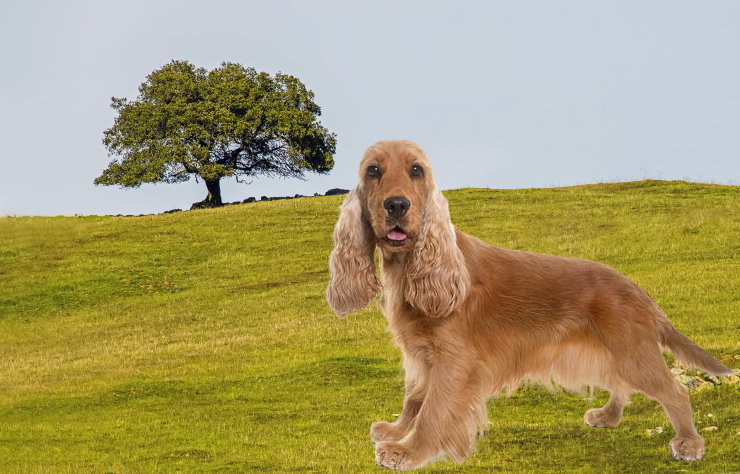 Training a Cocker Spaniel for Obedience: Commands and Techniques