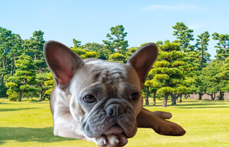 Apartment Living with a French Bulldog: Tips for Success