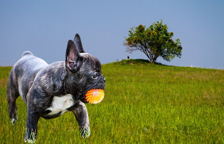 Senior Care for French Bulldogs: Meeting the Needs of Aging Dogs