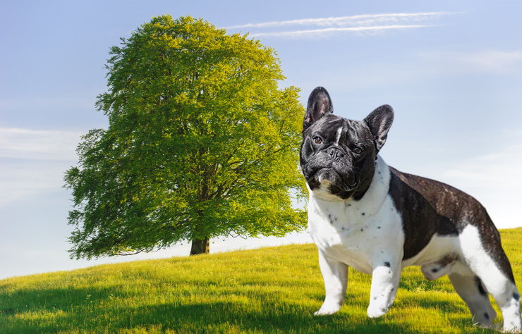 French Bulldog Rescue Organizations: Saving and Rehoming