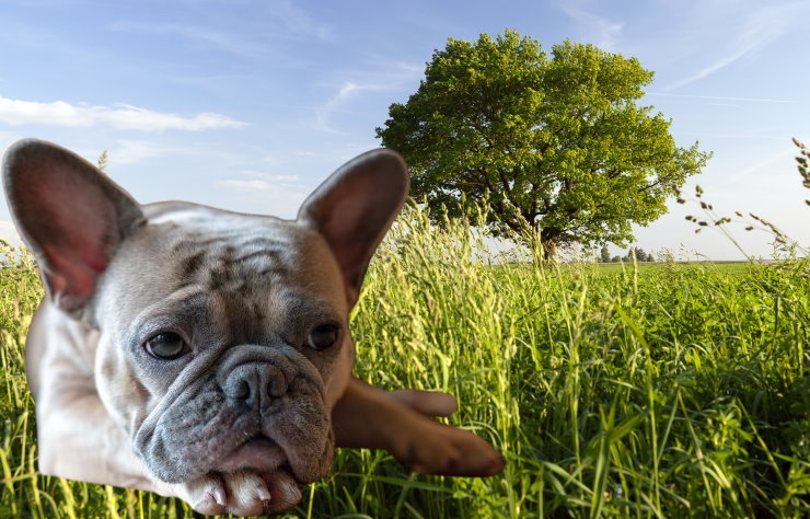 Separation Anxiety in French Bulldogs: Causes and Solutions