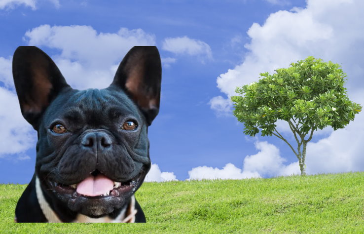 Noise Sensitivity in French Bulldogs: Effective Management and Training