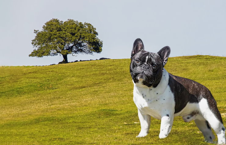 Training a French Bulldog for Obedience: Commands and Techniques