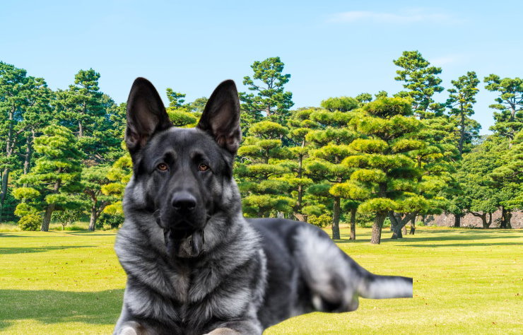 Training a German Shepherd for Obedience: Commands and Techniques