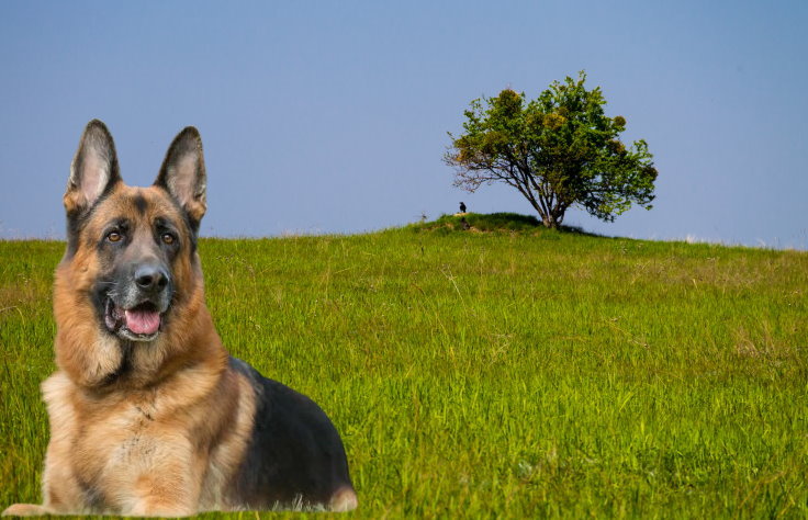 Nourishing Your German Shepherd: Proper Nutrition and Feeding Guide