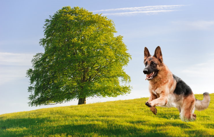 Responsible Breeding: Essential Considerations for German Shepherd Owners