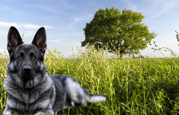 German Shepherd Rescue Organizations: A Guide to Saving and Rehoming