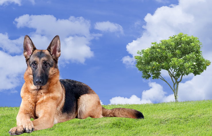 Apartment Living with a German Shepherd: Tips for Success