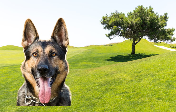 Noise Sensitivity in German Shepherds: Effective Management and Training