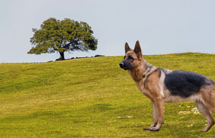 Traveling with Your German Shepherd: Tips for a Safe Journey