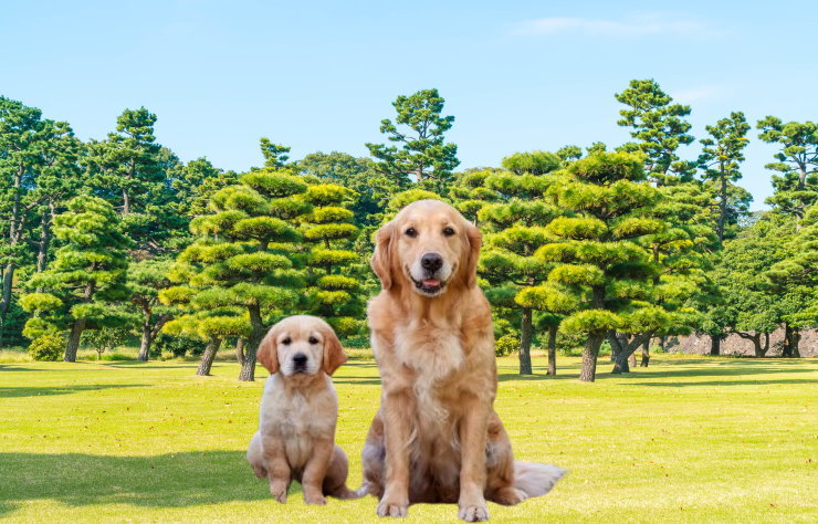 Traveling with Your Golden Retriever: Tips for a Safe Journey