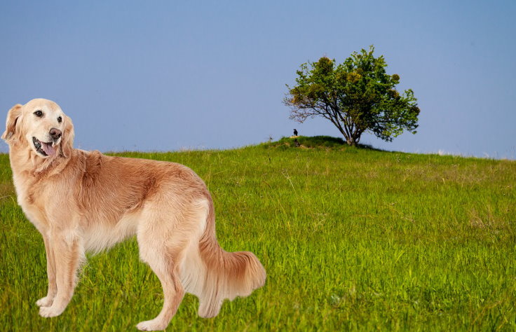 Training a Golden Retriever for Obedience: Commands and Techniques