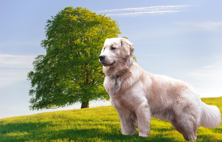 Nourishing Your Golden Retriever: Proper Nutrition and Feeding