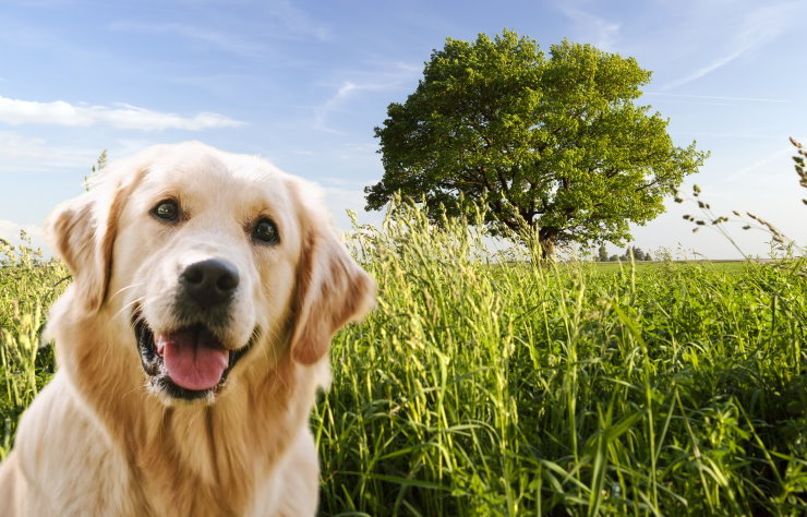 Responsible Breeding: Considerations for Golden Retriever Owners