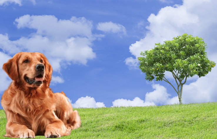 Golden Retriever Rescue Organizations: Saving and Rehoming