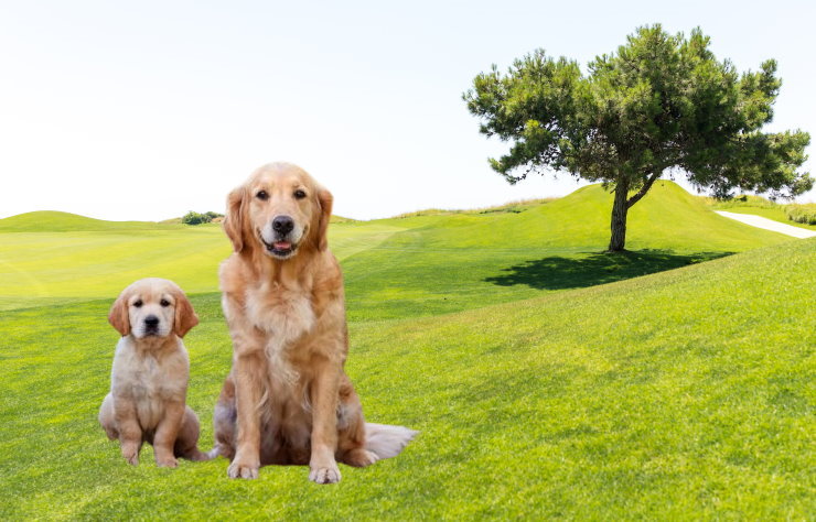 Apartment Living with a Golden Retriever: Tips for Success