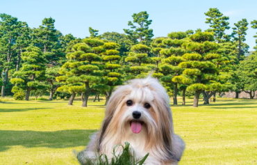 Havanese Rescue Organizations: Saving and Rehoming