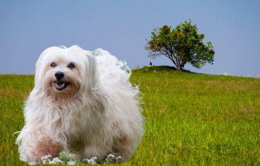 Mental Stimulation for Havanese: Keeping Their Minds Sharp