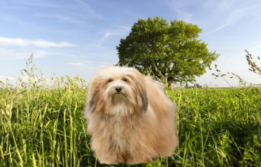 Traveling with Your Havanese: Safe and Comfortable Tips for Pet Owners