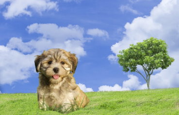 Mental Stimulation for Havanese: Keeping Their Minds Sharp