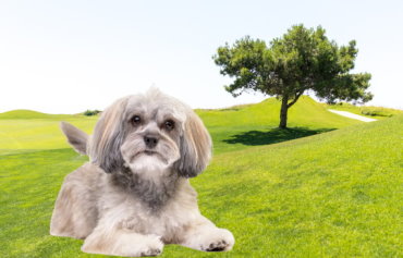 Apartment Living with a Havanese: Tips for Success