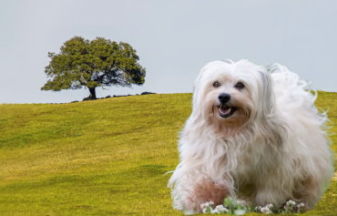 Senior Care for Havanese: Meeting the Needs of Aging Pets