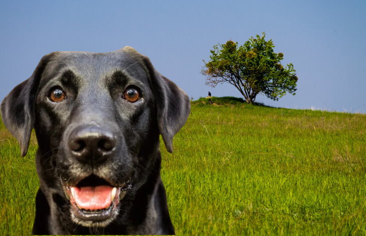 Apartment Living with a Labrador Retriever: Tips for Success