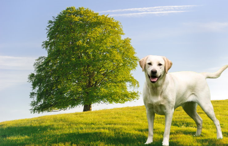 Why Were Labrador Retrievers So Naughty When They Were Little?