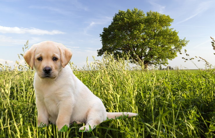 Labrador Retriever Rescue Organizations: Saving and Rehoming Guide