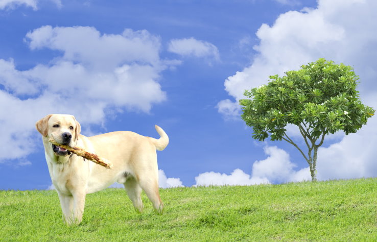 Labrador Retriever Puppy Training and Socialization Tips