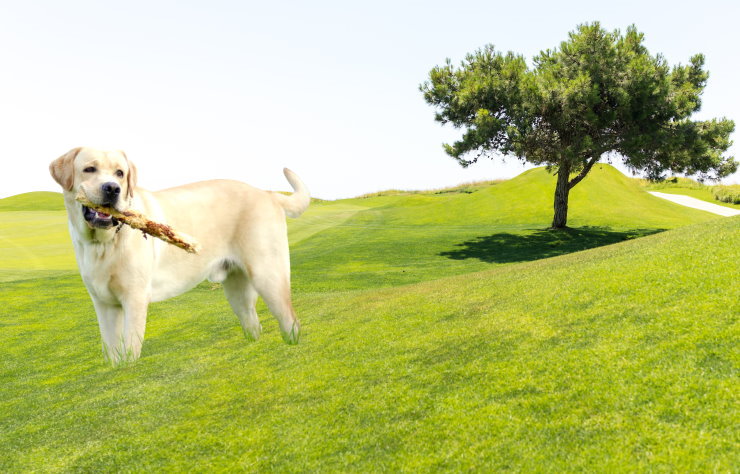 Managing Noise Sensitivity in Labrador Retrievers: Effective Training Tips