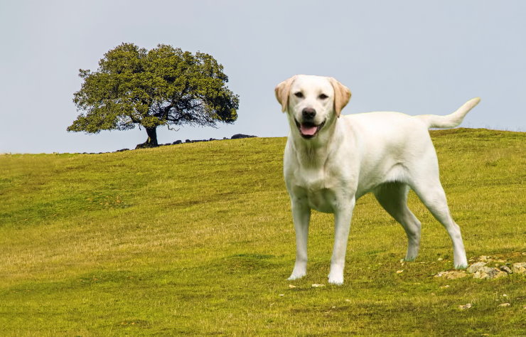 Mental Stimulation for Labrador Retrievers: Keeping Their Minds Active