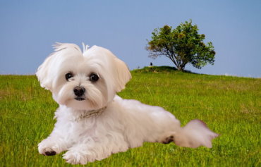 Mastering the Art of Maltese Dog Breeding: A Comprehensive Guide to Successful Reproduction