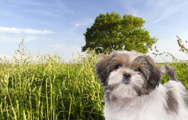 Socializing Your Maltese: Importance and Techniques