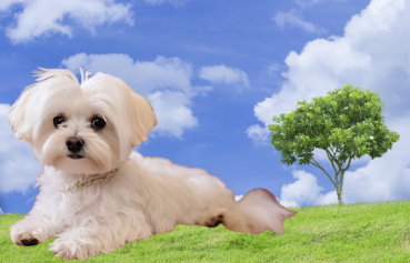 Traveling with Your Maltese: Tips for a Safe and Comfortable Journey