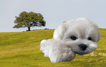 Mental Stimulation for Maltese: Keeping Their Minds Sharp