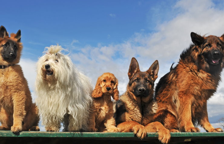 Training Your Dog to Be Comfortable with Grooming