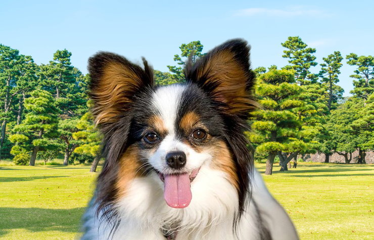 Training a Papillon for Obedience: Commands and Techniques