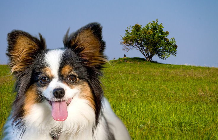 Training a Papillon for Obedience: Commands and Techniques