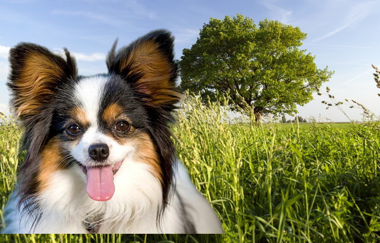 Papillon Rescue Organizations: Saving and Rehoming