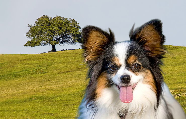 Traveling with Your Papillon: Ensuring a Safe and Comfortable Journey