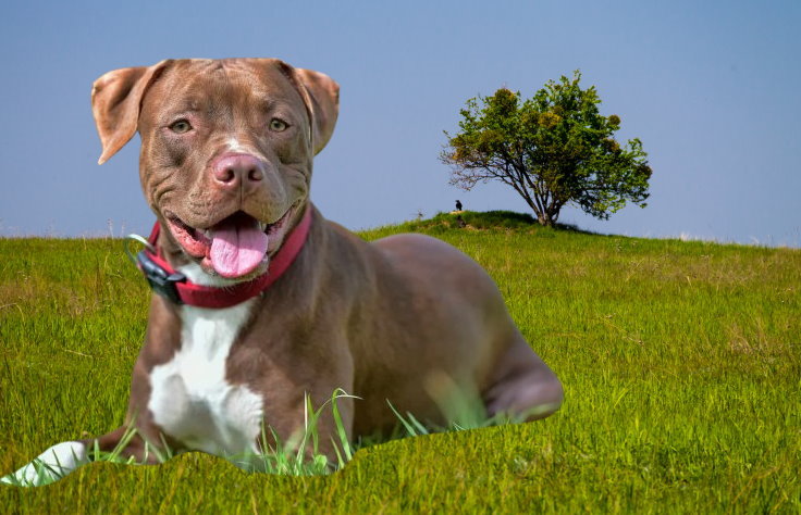 Traveling with Your Pit Bull Terrier: Tips for a Safe Journey