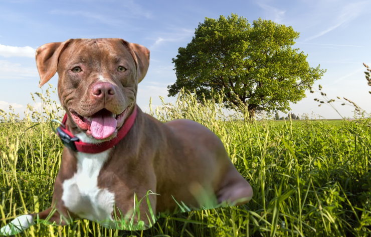 Apartment Living with a Pit Bull Terrier: Tips for Success