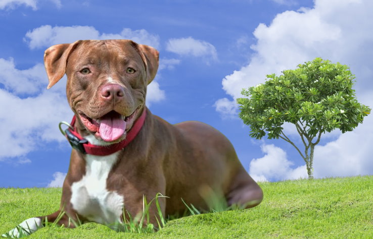 Pit Bull Terrier Rescue Organizations: Saving and Rehoming Loyal Companions