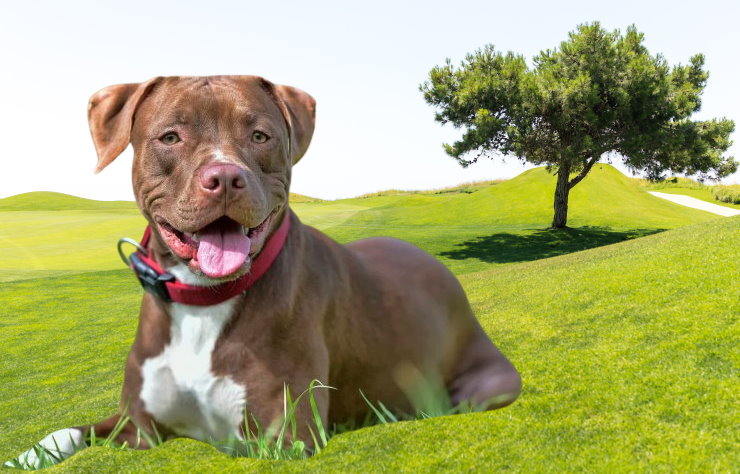 Health Concerns in Pit Bull Terriers: Common Issues and Preventive Care