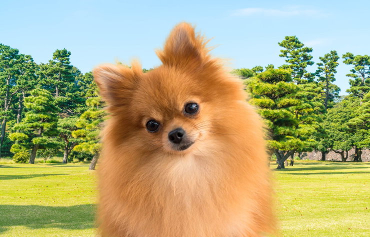 Traveling with Your Pomeranian: Tips for a Safe and Comfortable Journey