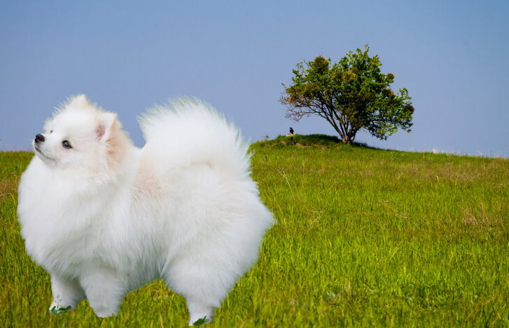 Grooming a Pomeranian: Coat Care and Maintenance