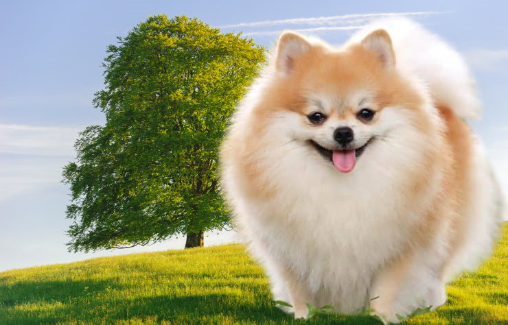 Apartment Living with a Pomeranian: Tips for Success